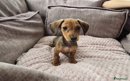 Miniature Dachshund dogs for sale: Beautiful puppy ready now - Image 1