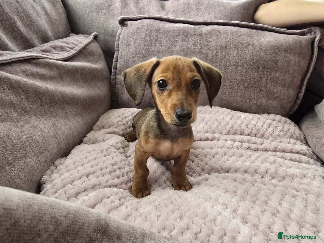 Miniature Dachshund dogs for sale: Beautiful puppy ready now - Image 1