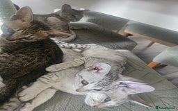 Savannah cats for sale: Savannah F6 kittens *Last one Left* - Image 23