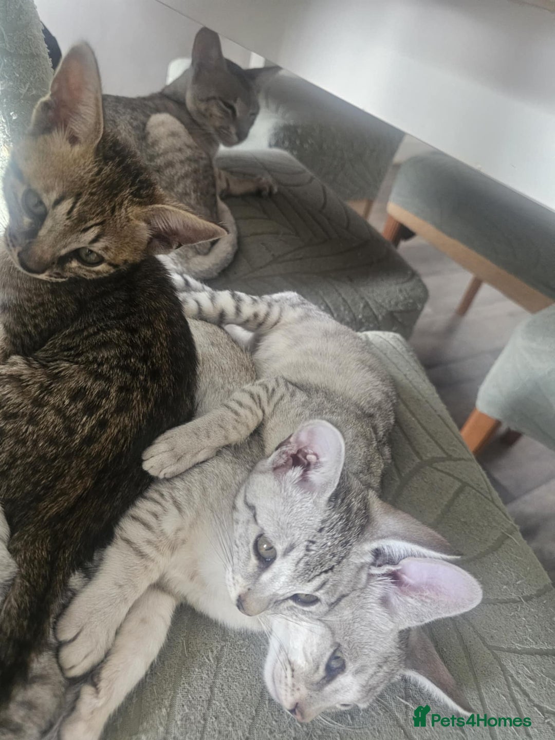 Savannah cats for sale: Savannah F6 kittens *Last one Left* - Image 23
