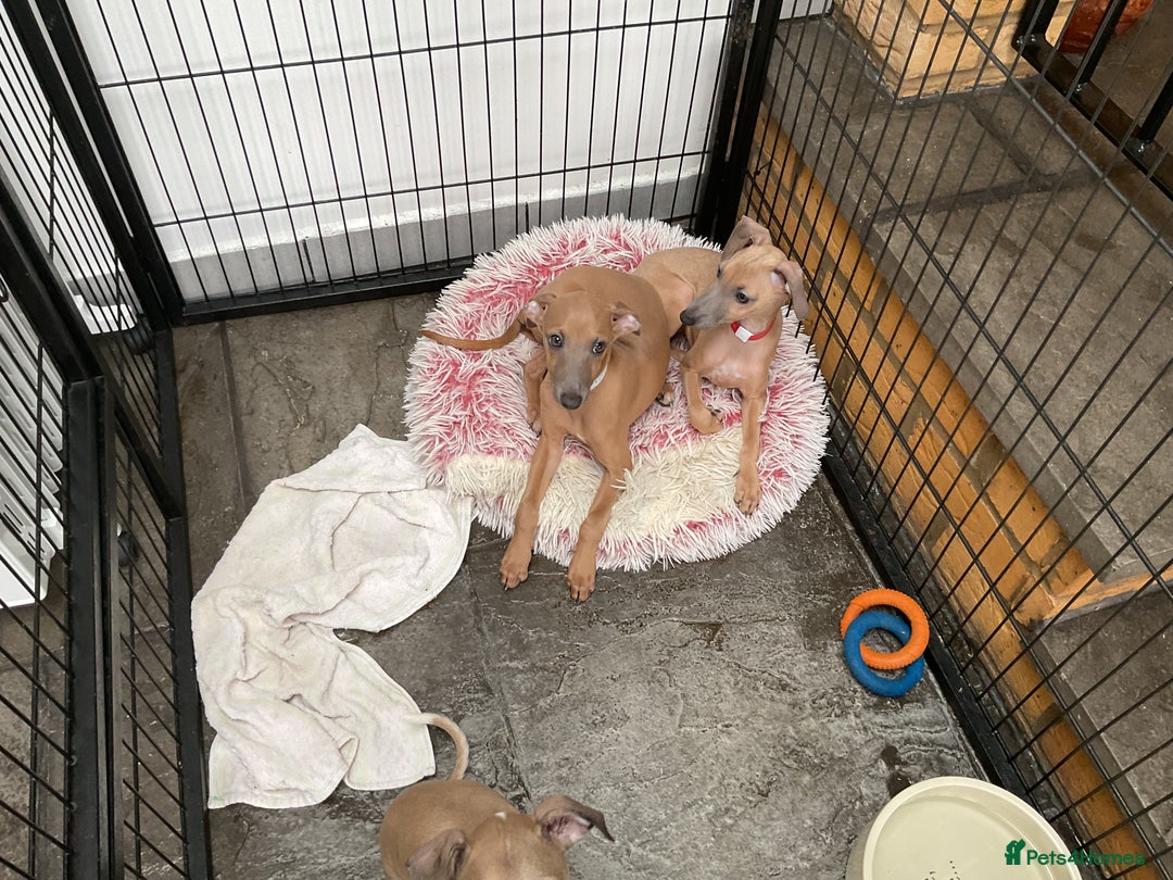Italian Greyhound dogs for sale:  Beautiful Italian greyhound puppies  - Image 3