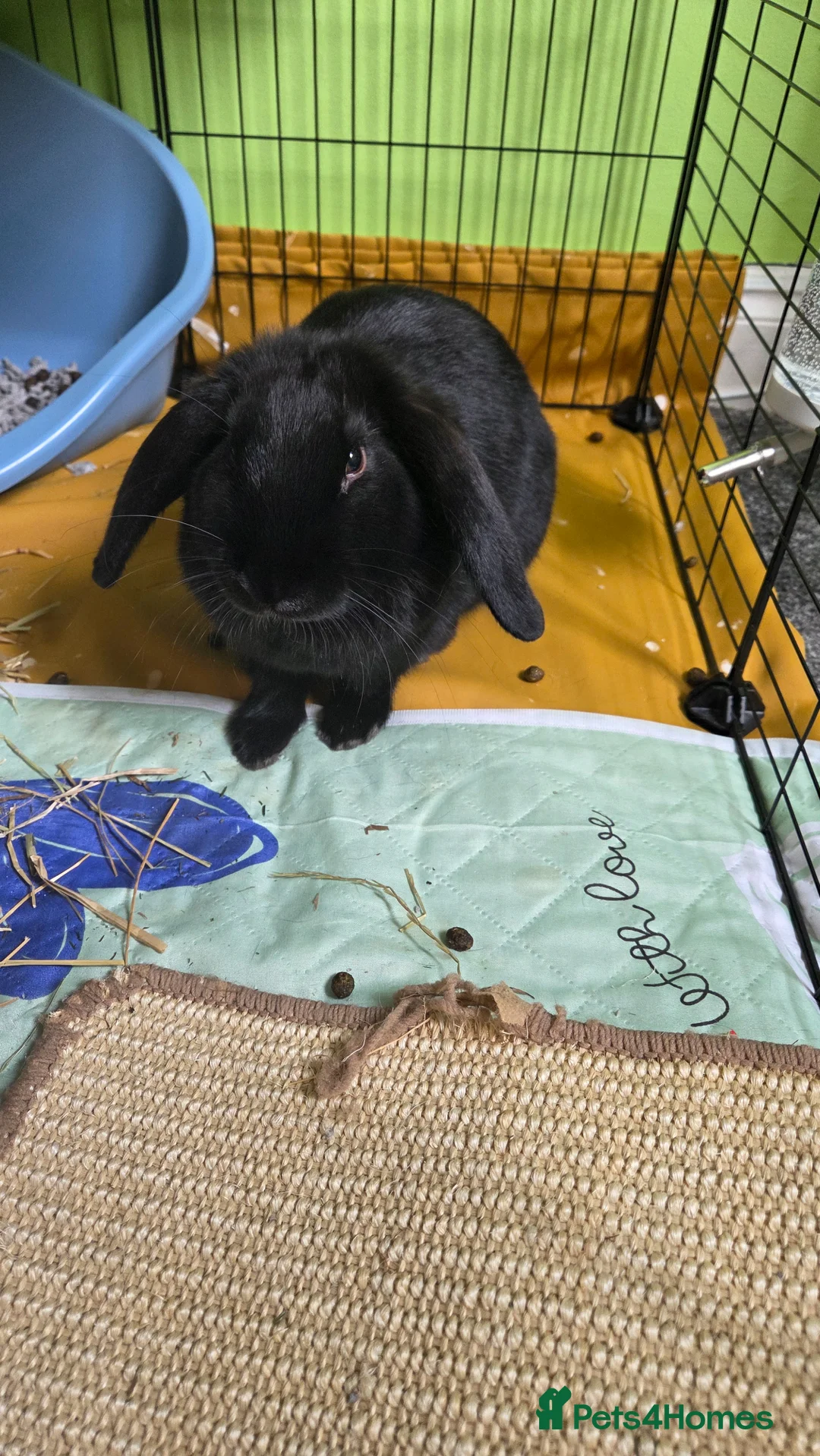 Mixed Breed rabbits for sale: 2 male rabbits and starter kit  in Airdrie - Advert 2