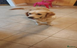 Golden Retriever dogs for sale: 🥰First Class kc Golen Retriever boys🥰 - Image 14
