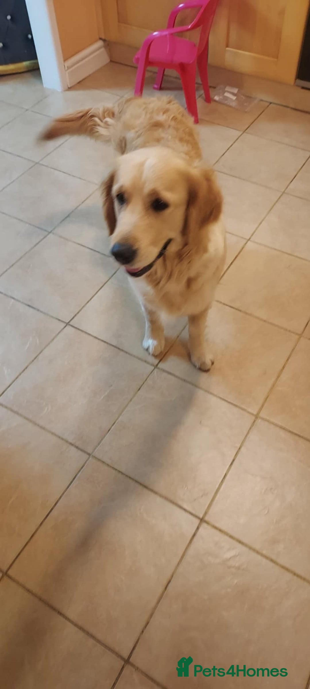 Golden Retriever dogs for sale: 🥰First Class kc Golen Retriever boys🥰 - Image 14