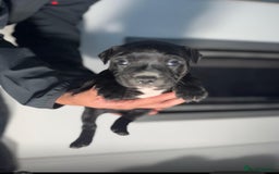 Staffordshire Bull Terrier dogs for sale: True Example Staffordshire bull Terrier Puppies KC - Image 10