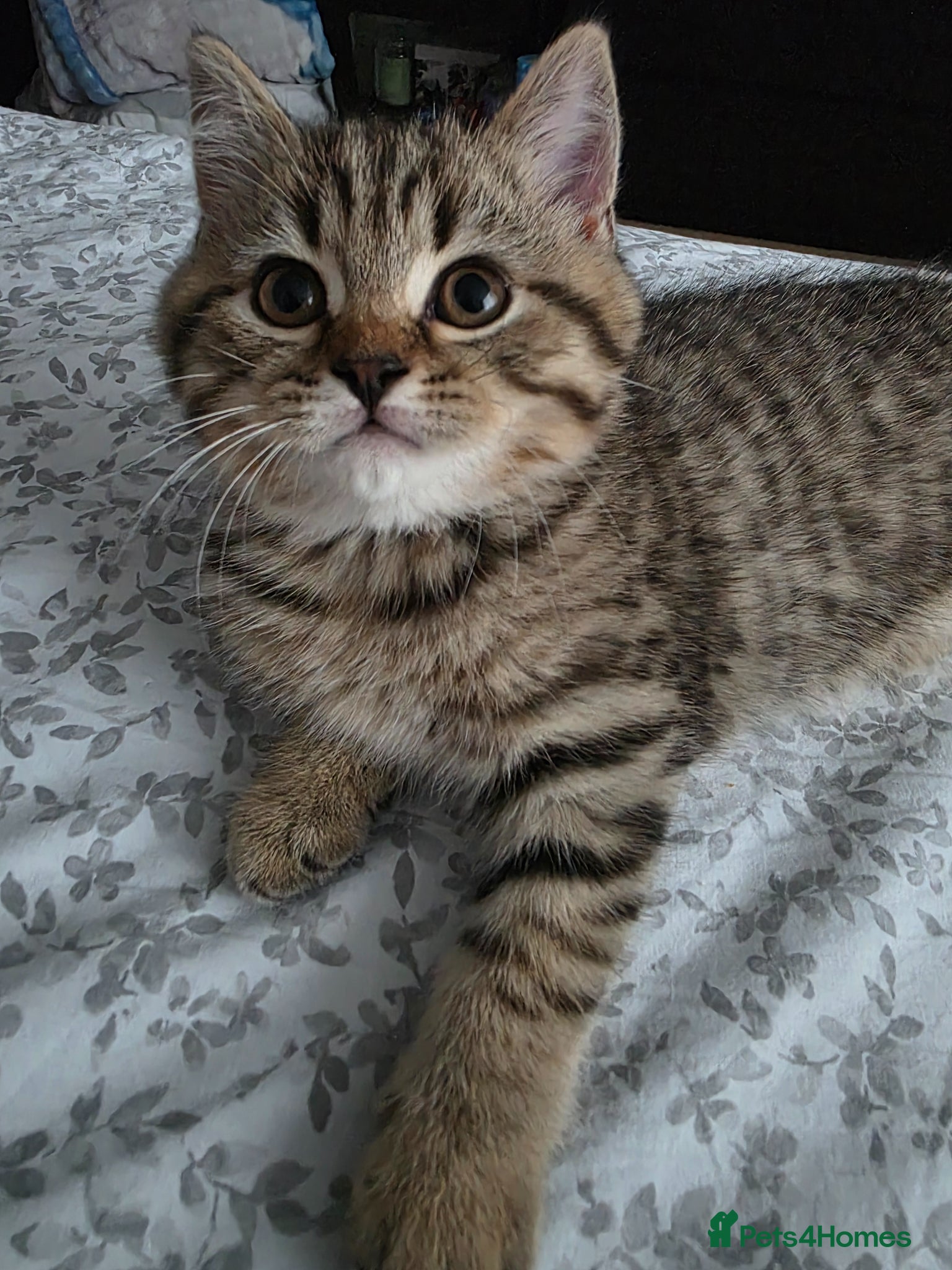 British Shorthair cats British shorthair kittens - Advert 5