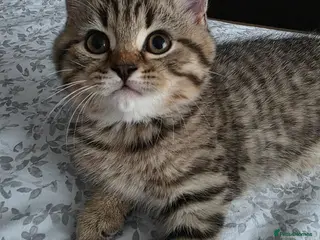 British Shorthair cats British shorthair kittens - Advert 5