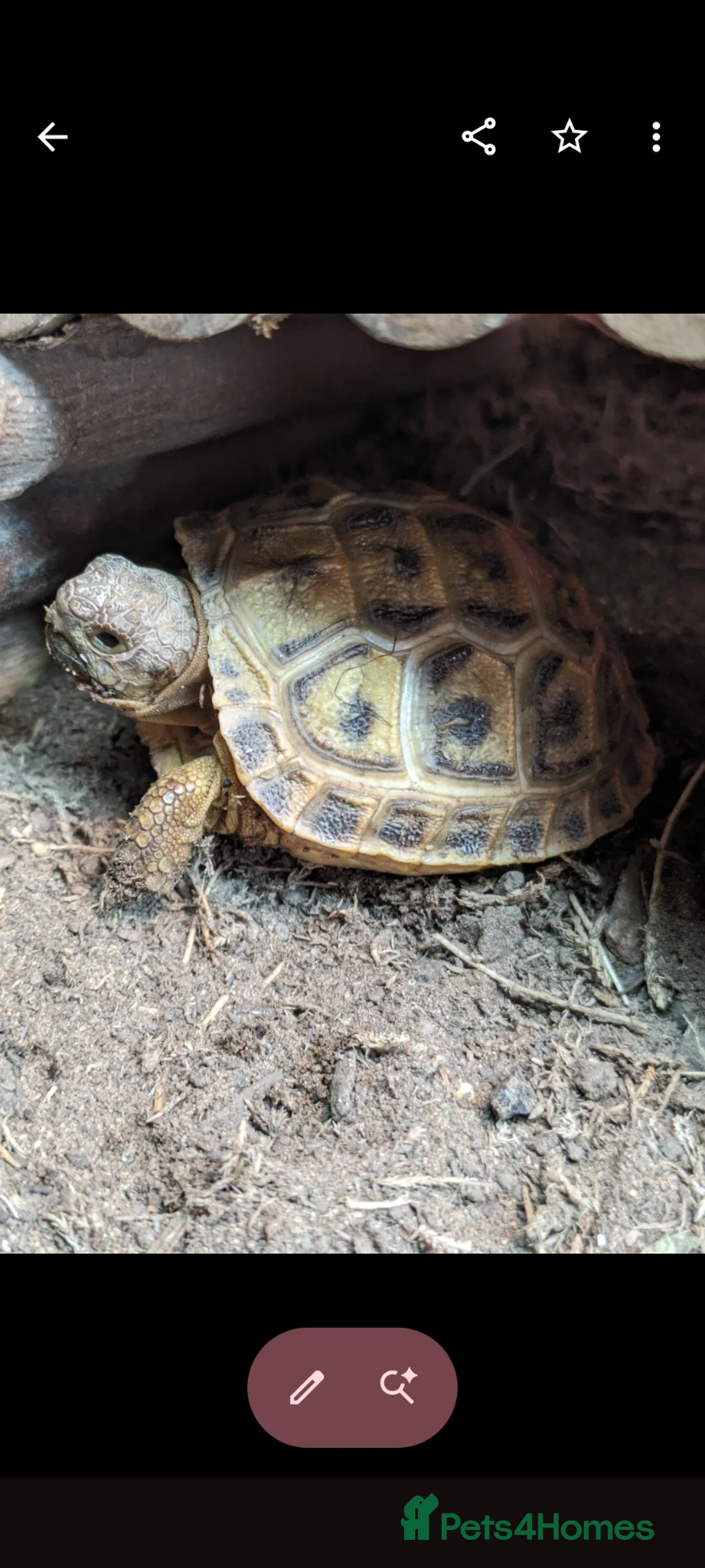 Tortoise reptiles for sale: Baby Horsfield tortoises  - Advert 14