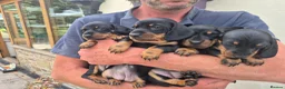 Miniature Dachshund dogs for sale: 🐾 Beautiful Miniature Dachshund Puppies 🐾 - Advert 6