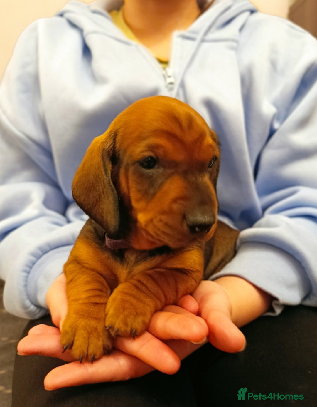 Dachshund dogs for sale: Champions Line/Show Quality Standard Dachshund - Advert 25