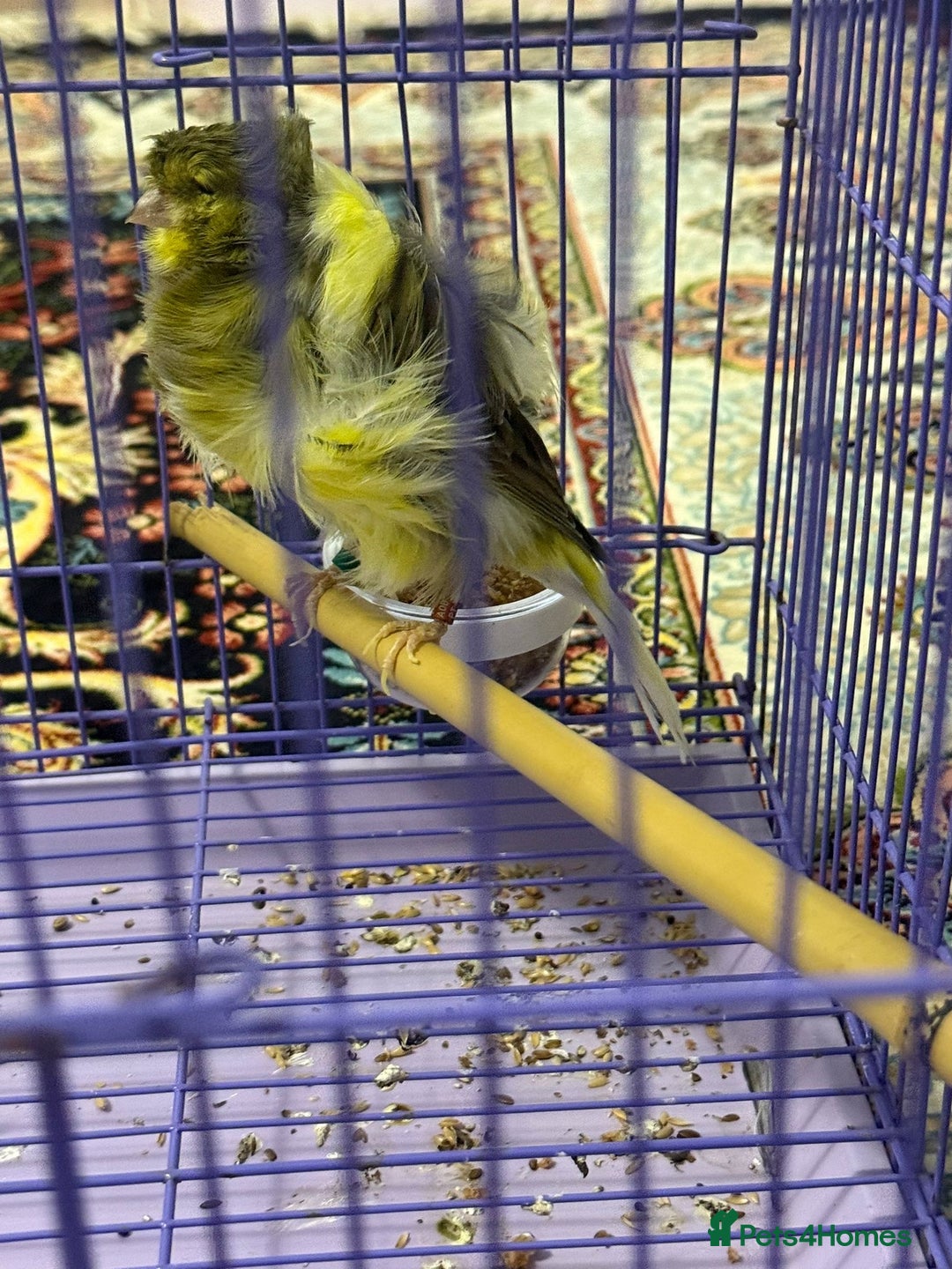Canaries birds for sale: Persian canary  - Advert 3