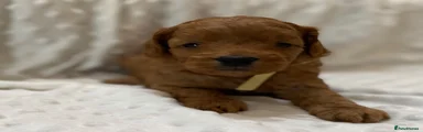 Cockapoo 4