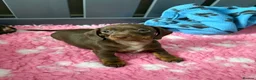 Miniature Dachshund dogs for sale: 💕Exceptional, Isabella & Tan, KC Reg, PRA Clear💕 - Advert 17