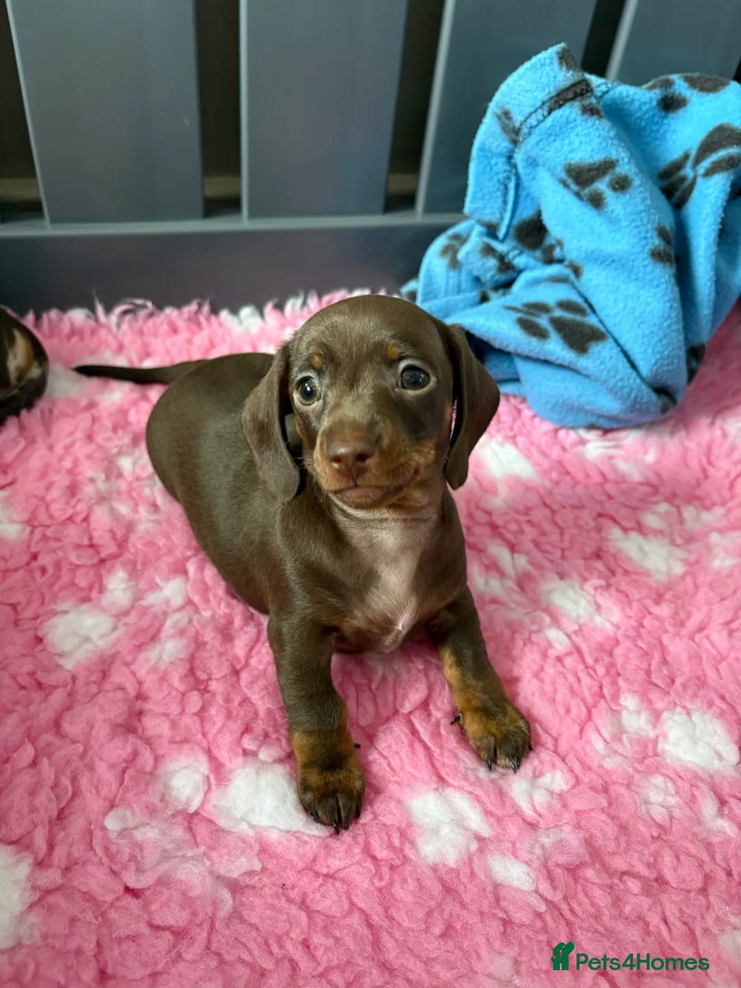 Miniature Dachshund dogs for sale: 💕Exceptional, Isabella & Tan, KC Reg, PRA Clear💕 - Advert 17