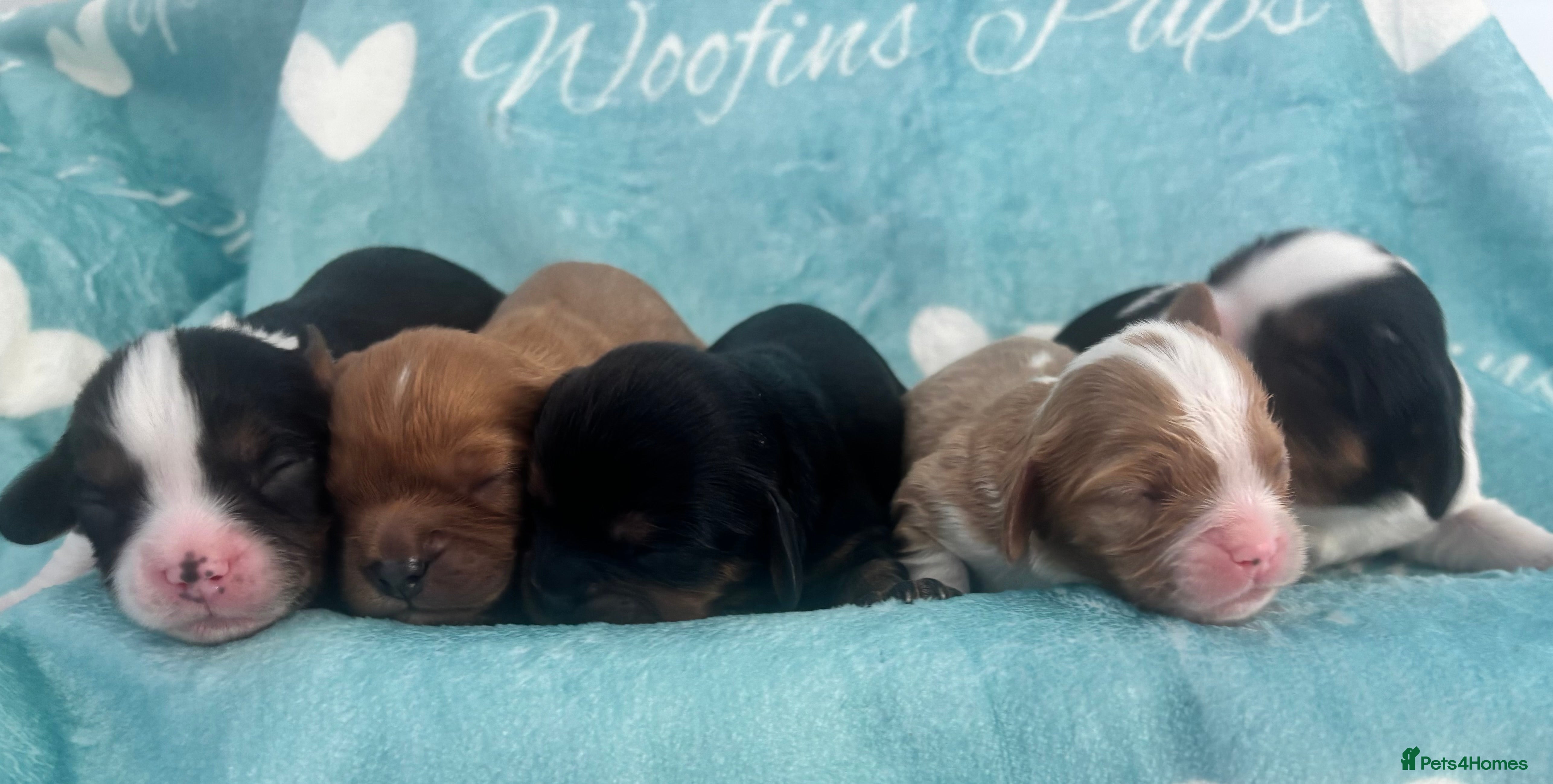 Cavalier King Charles Spaniel dogs KC reg Cavaliers's from Health tested parents - Advert 9