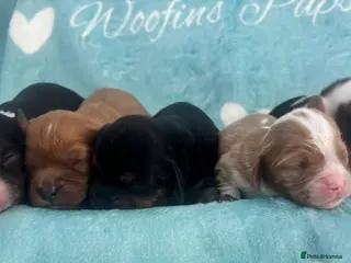 Cavalier King Charles Spaniel dogs KC reg Cavaliers's from Health tested parents - Advert 9