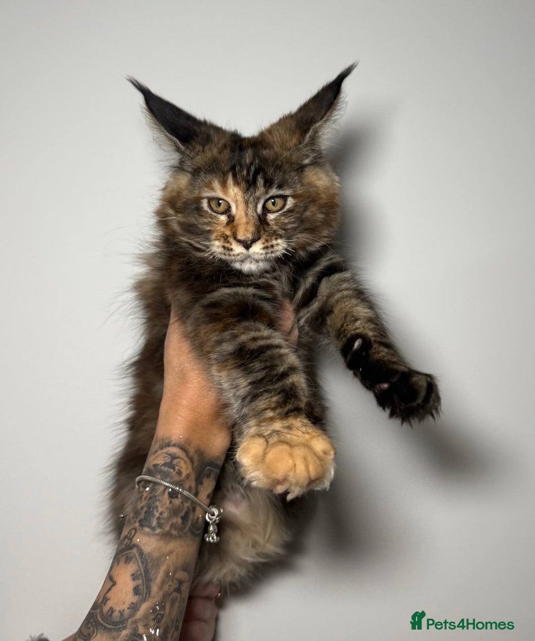 Maine Coon cats for sale: Champion line kittens , ready to go ☺️ - Advert 3