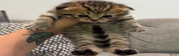Scottish Fold cats for sale: Mackerel Boy Scottish Folds - Blue/Gold Shaded - Advert 14