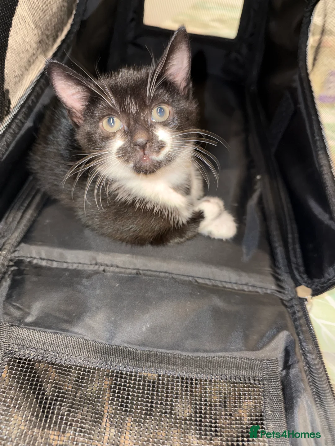 Mixed Breed cats for sale: Kittens are ready to go to new homes  - Advert 8