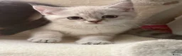Scottish Fold cats for sale: Scottish Fold & straight Kittens PRICE -NEGOTIABLE - Advert 20