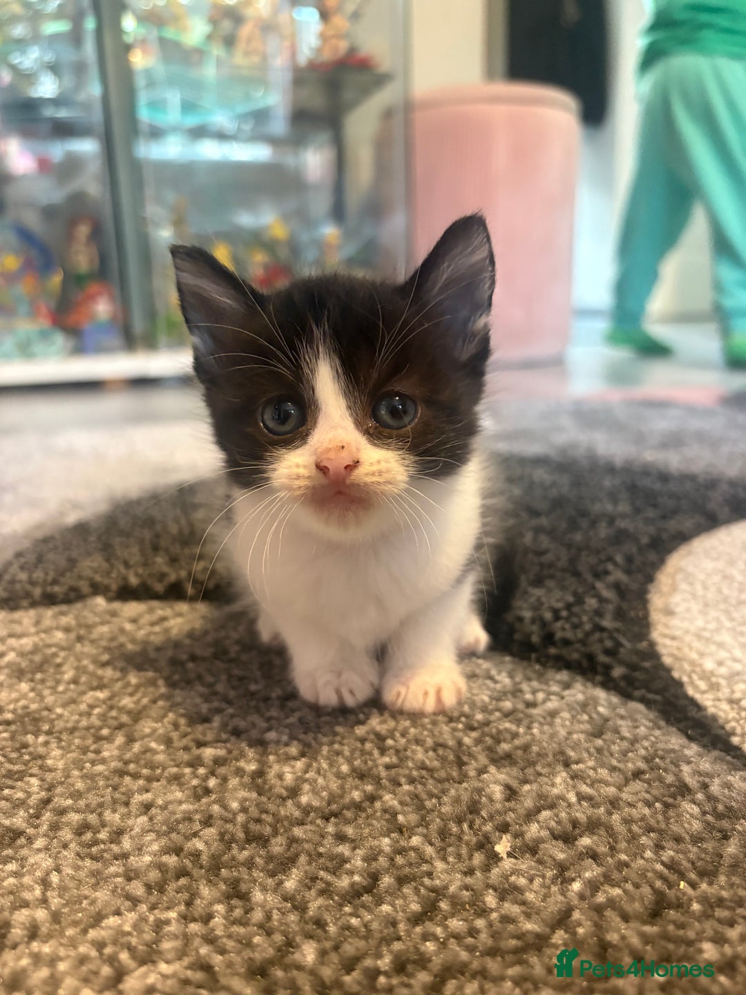 Mixed Breed cats for sale: 5 gorgeous kittens for sale  - Image 5