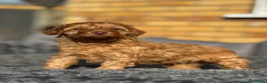 Cockapoo Puppy 1