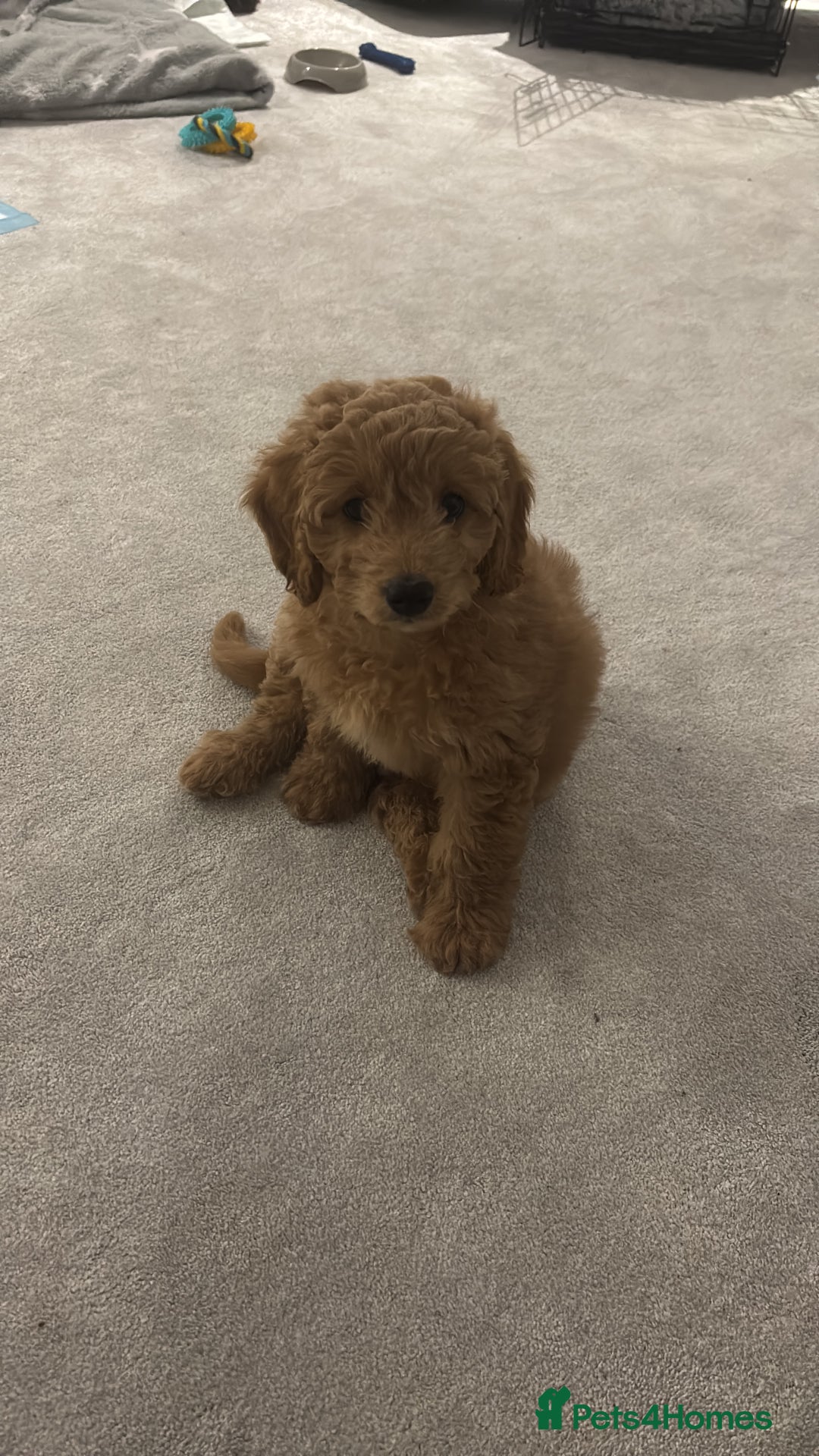 Cavapoo dogs for sale: Cavapoo looking for a forever home  - Advert 1