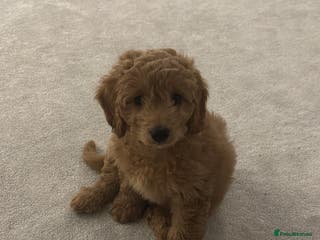 Cavapoo dogs Cavapoo looking for a forever home - Advert 2