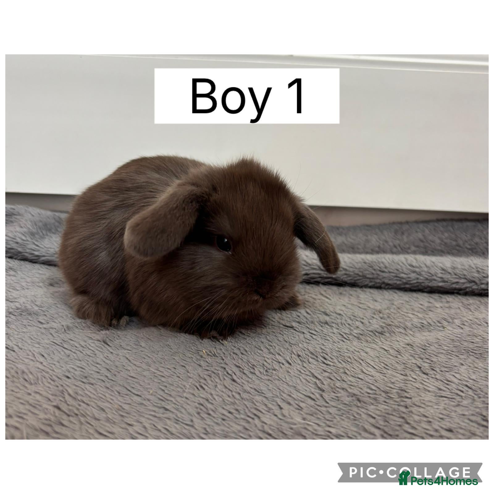 Mini Lop rabbits 3 beautiful baby mini lops ready to reserve  - Advert 2