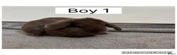 Mini Lop rabbits for sale: 3 beautiful baby mini lops ready to reserve  - Advert 2