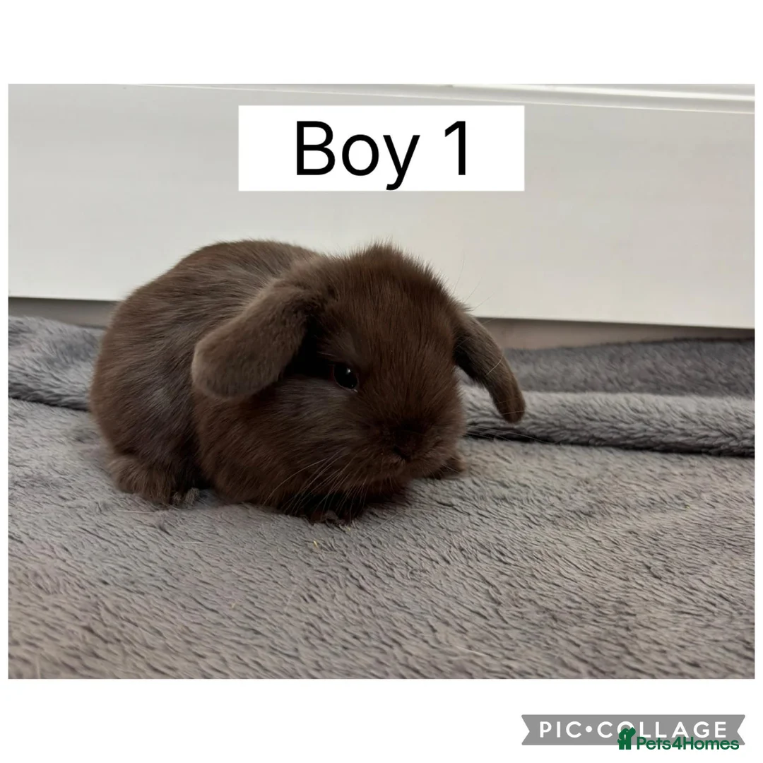 Mini Lop rabbits for sale: 3 beautiful baby mini lops ready to reserve  - Advert 2