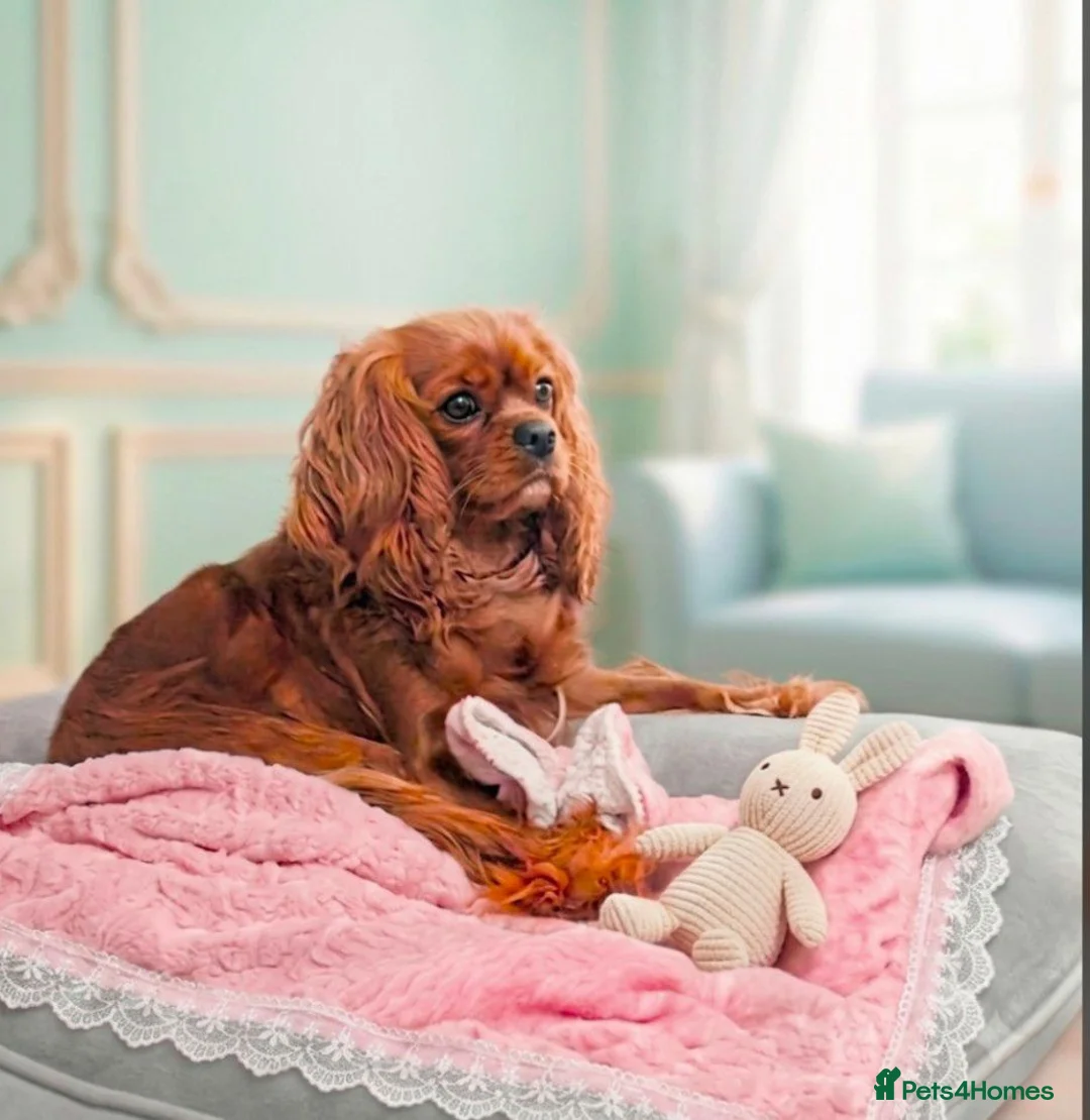 Cavalier King Charles Spaniel dogs for sale: Extensively Health Tested Cavalier King Charles  - Advert 2