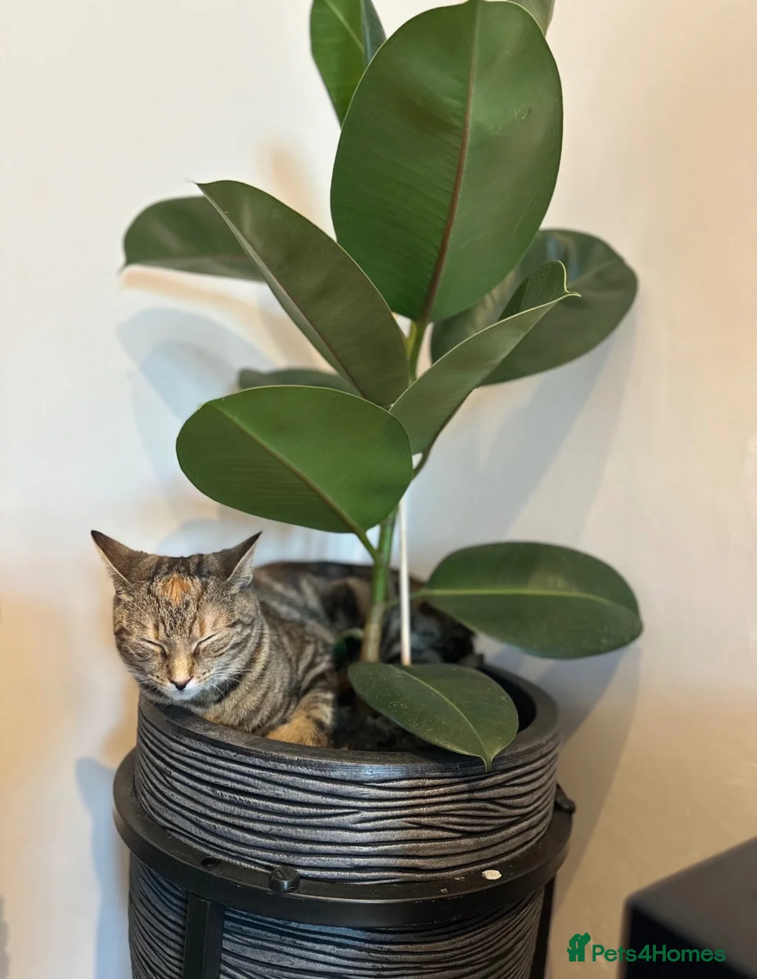Bengal cats for sale: Bengal Mix Female Cat  - Advert 2