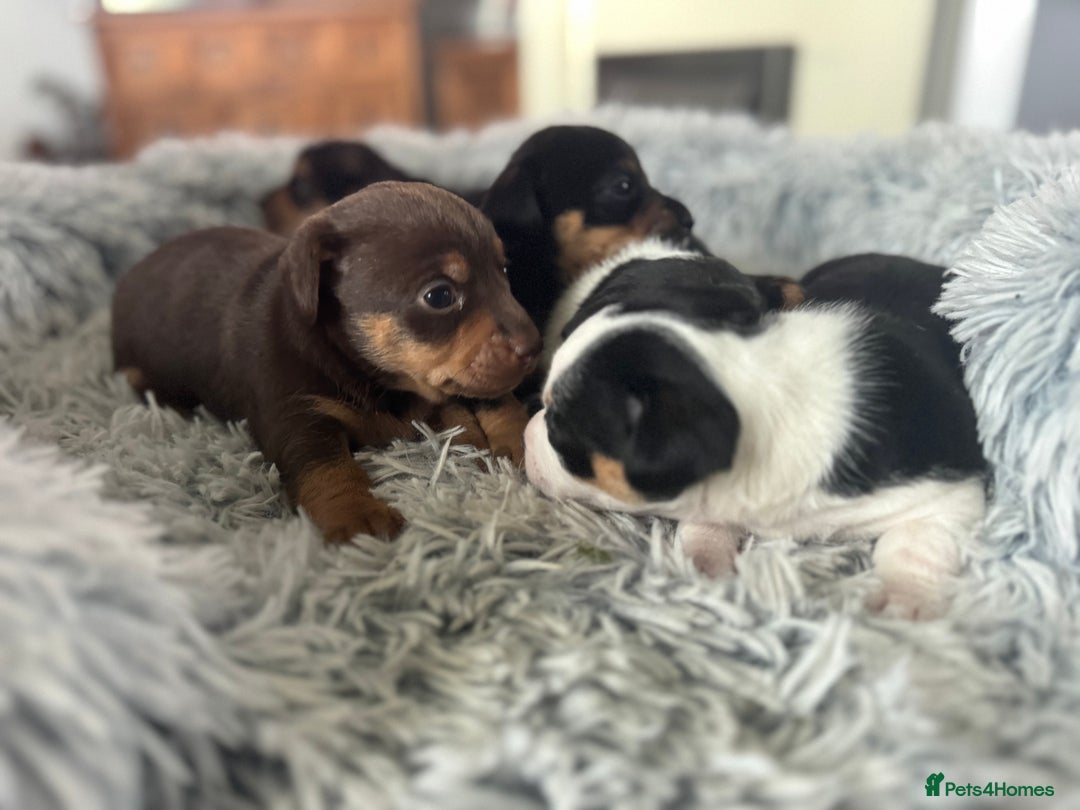 Jack Russell dogs for sale: Jack Russell pups non KC  - Image 10
