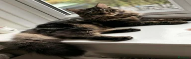 Maine Coon 1