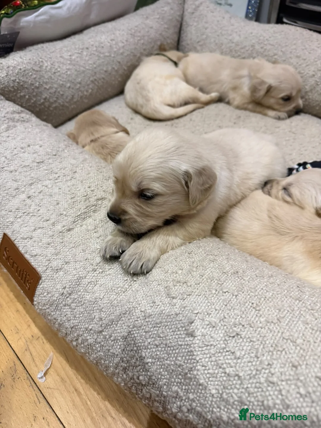 Golden Retriever dogs for sale: Stunning English cream golden retrievers 🌹 in Hornchurch - Advert 18