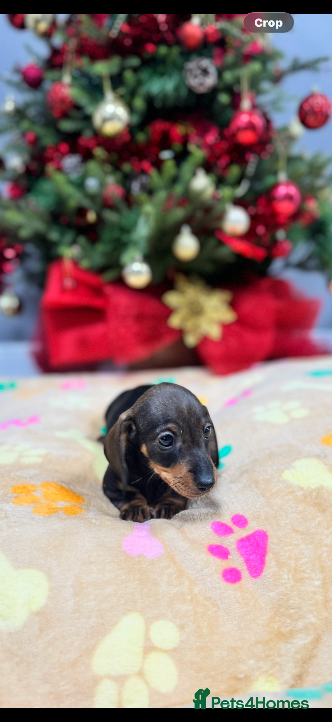 Miniature Dachshund dogs for sale: Miniature Dachshunds Puppies - Advert 6