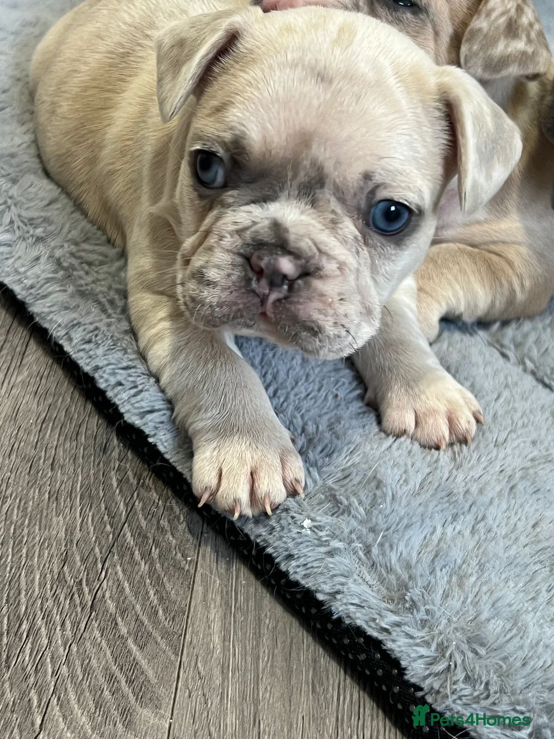 French Bulldog dogs for sale: 1 male French Bulldog Pup left  - Advert 25