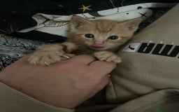 Domestic Shorthair cats for sale: 2 Ginger males 2 calico female 1 tabby female - Image 11