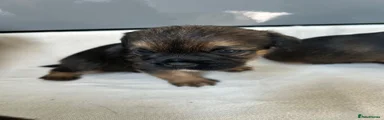 Border Terrier 1