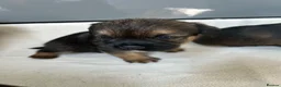 Border Terrier dogs for sale: Border terrier puppies in Ashford - Advert 8