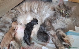 Maine Coon cats for sale: Maine coon kittens for sale  - Image 6