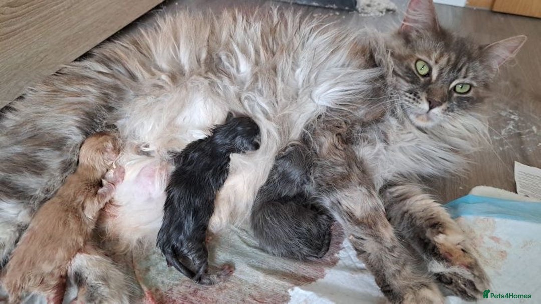 Maine Coon cats for sale: Maine coon kittens for sale  - Image 6