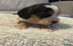 Cocker Spaniel dogs for sale: 6 Cocker Spaniel puppies for sale - Advert 28