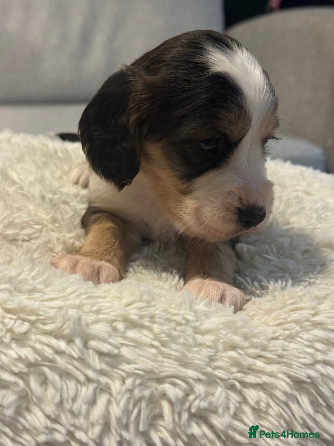 Cocker Spaniel dogs for sale: 6 Cocker Spaniel puppies for sale - Advert 28