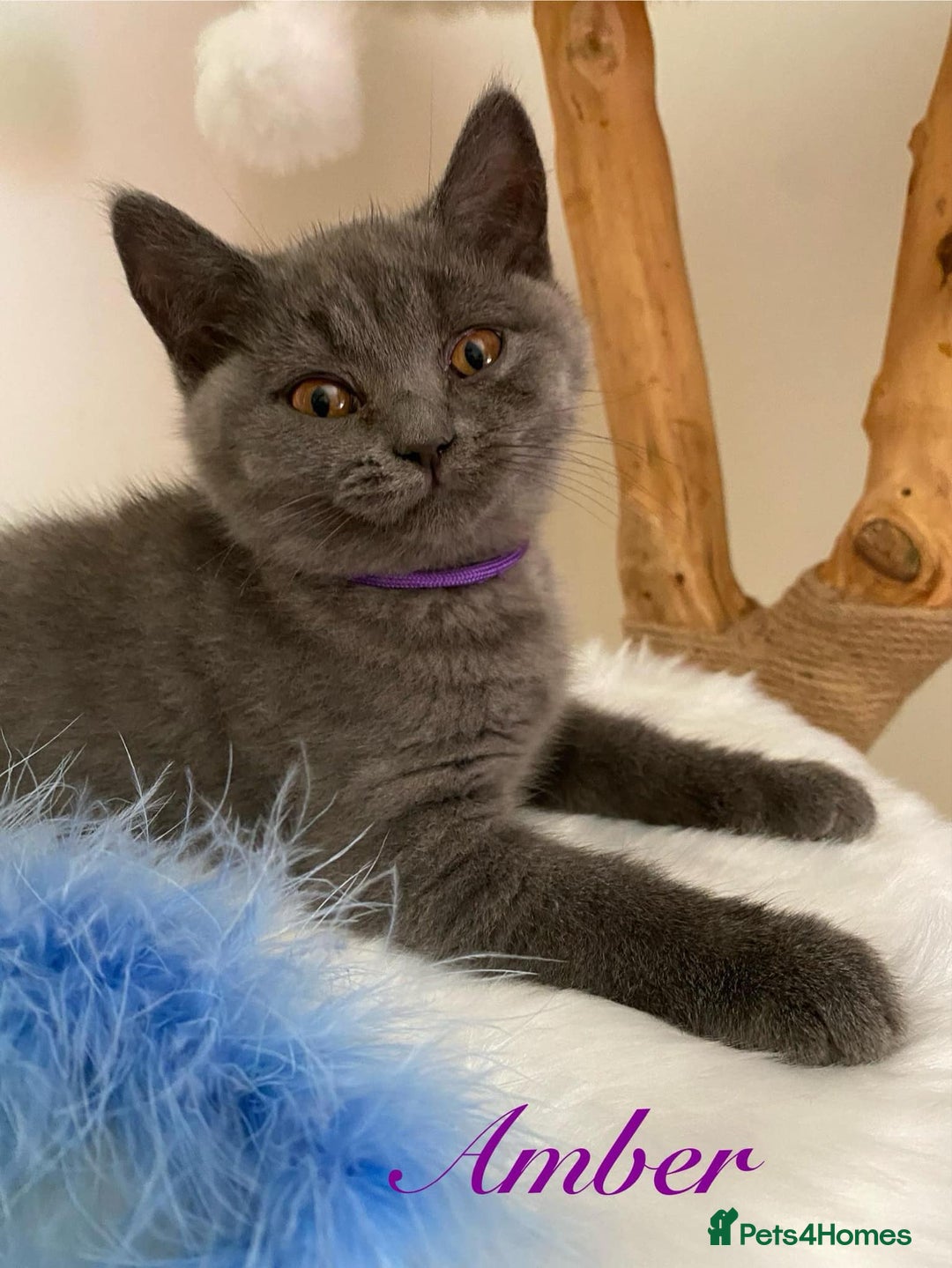 British Shorthair cats for sale: British Shorthair kittens, GCCF Certificate  in Dundee - Image 1