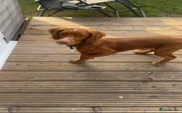 Cocker Spaniel dogs for stud: Cocker spaniel for stud - Image 4
