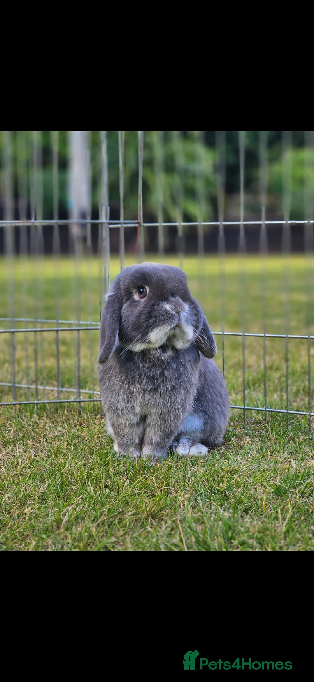 Mini Lop rabbits for sale: Gorgeous mini lop male rabbit - Advert 1