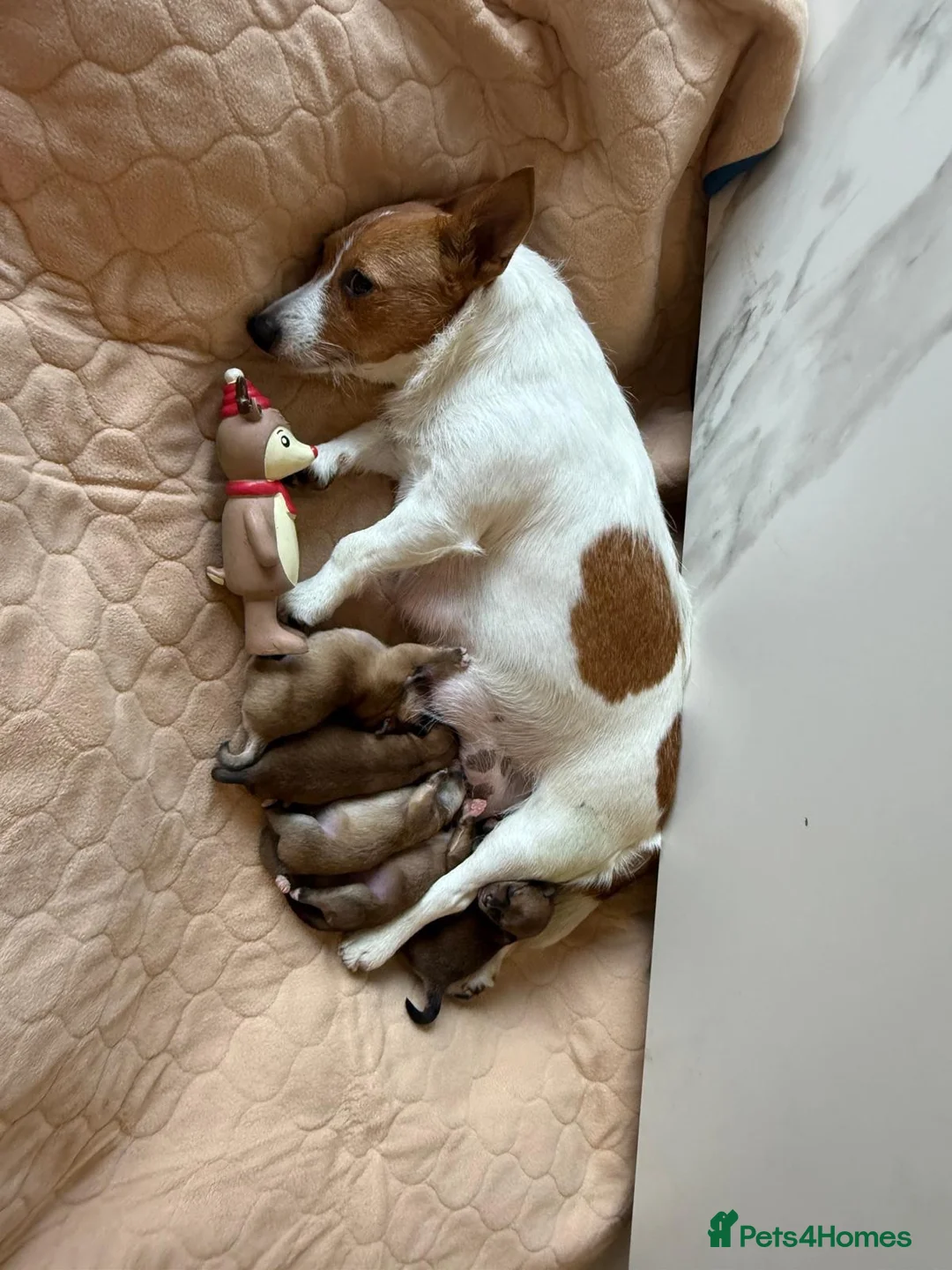 Mixed Breed dogs for sale: T Cup Pom Jacks - Advert 2