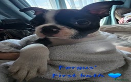 Boston Terrier dogs for sale: REDUCED!! Boston terriers DELIVERY!. - Image 18